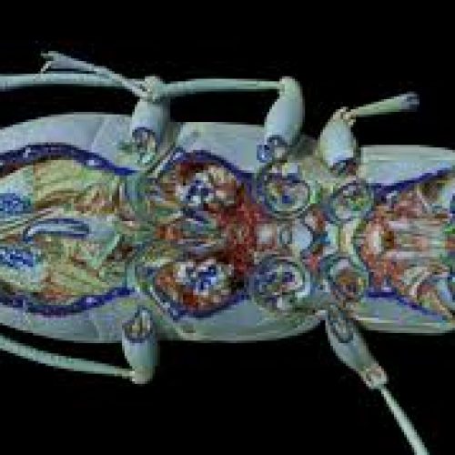 Beetle - 3D mapped
