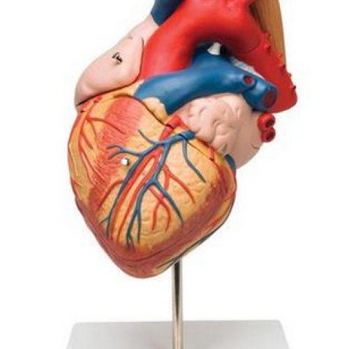 Heart with Esophagus and Trachea