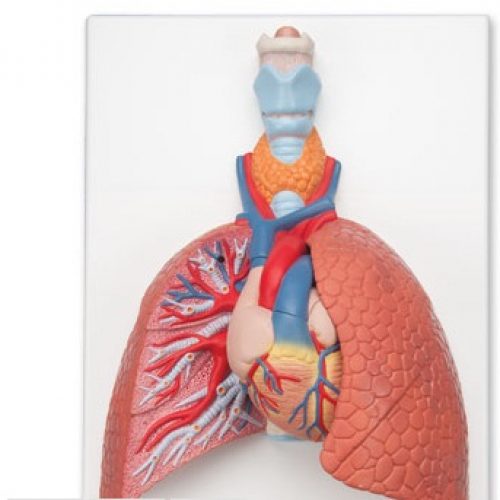 Lung Model with Larynx
